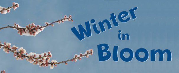 Winter In Bloom  – Lexington, KY – Mow-Mow’s Family Landscaping