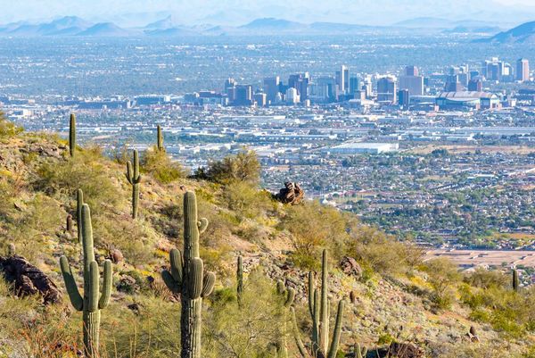 A view of a city from a hill with cactus in the foreground.