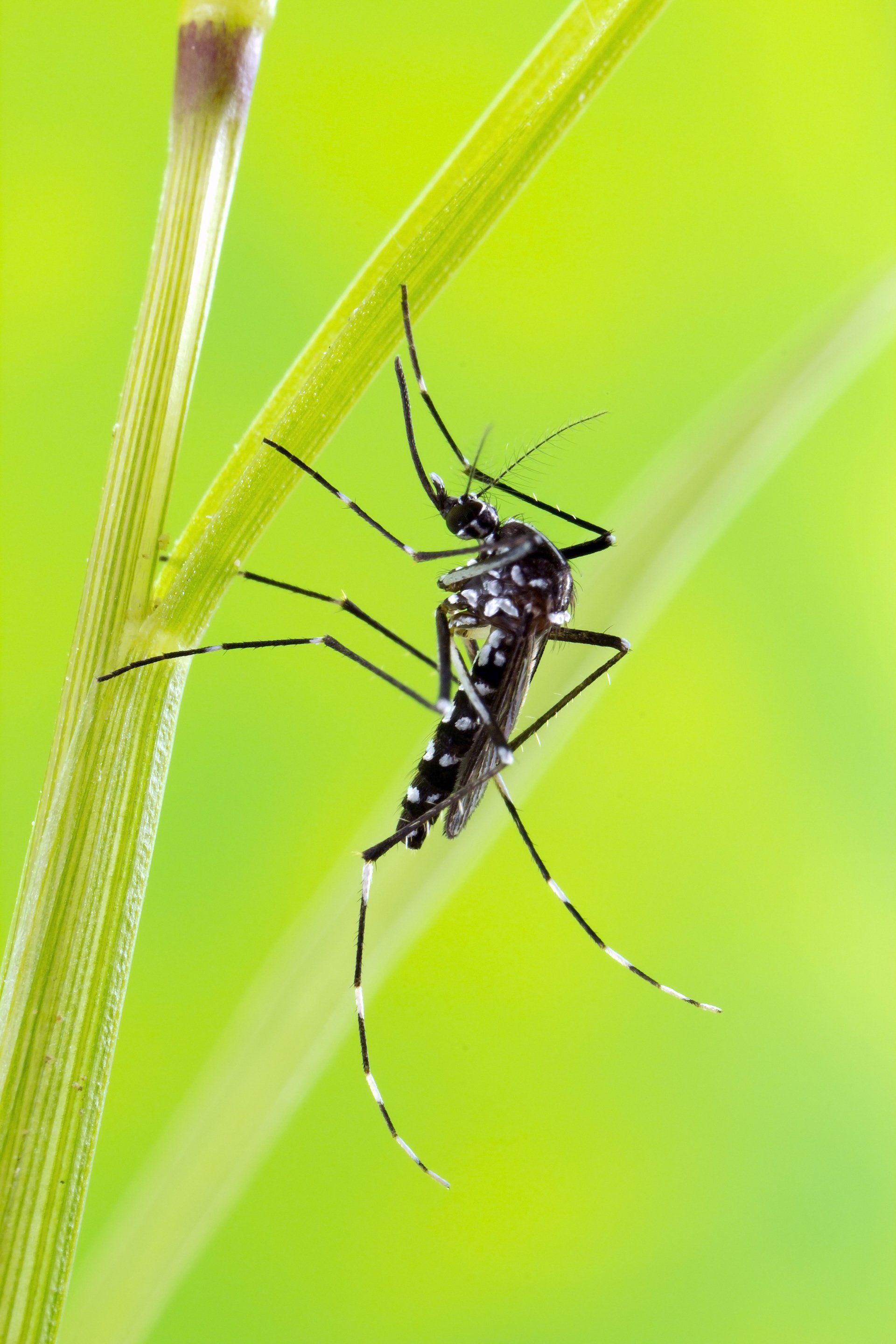 Tiger mosquitoes -