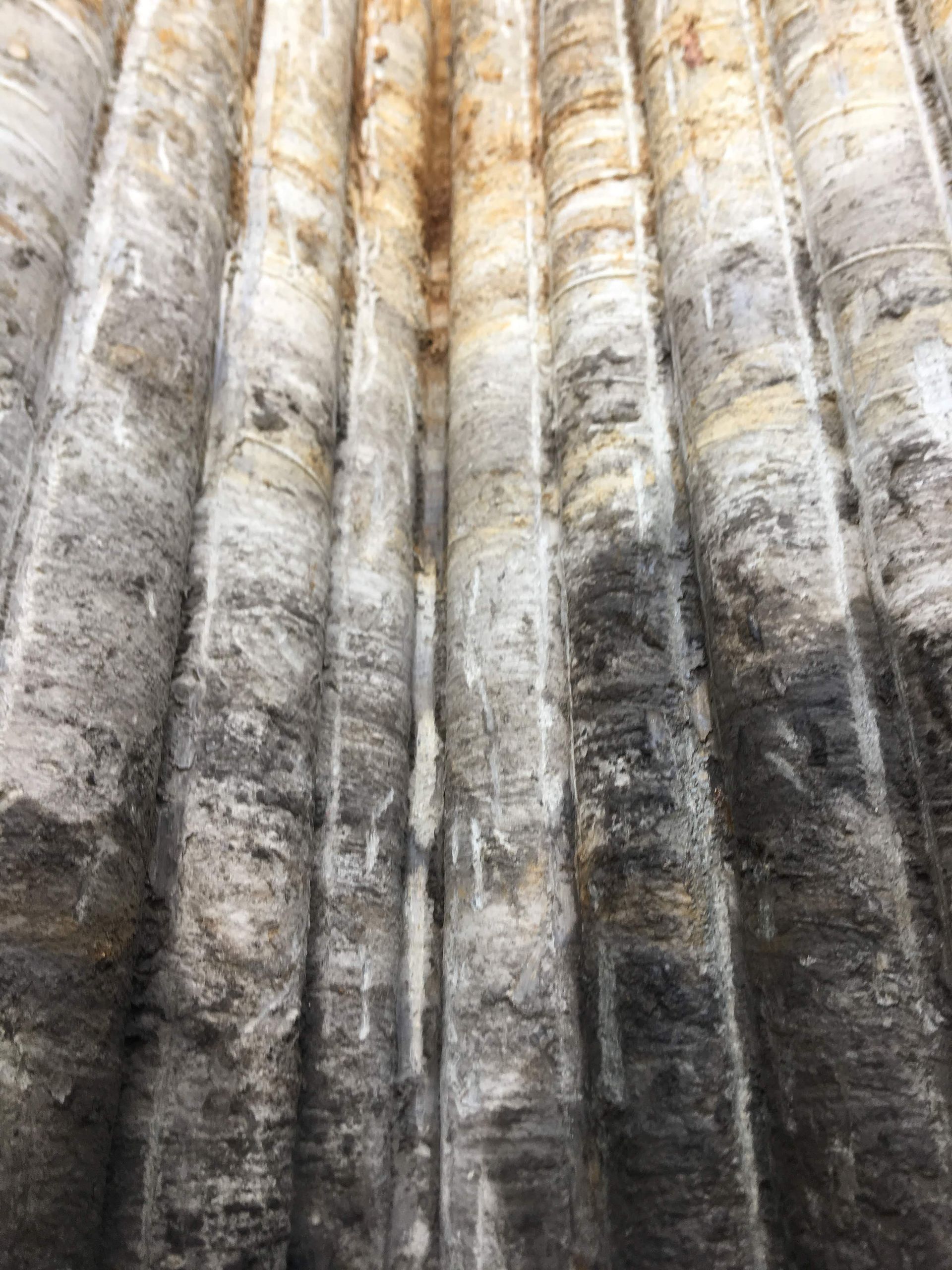 A close up of a row of logs stacked on top of each other.