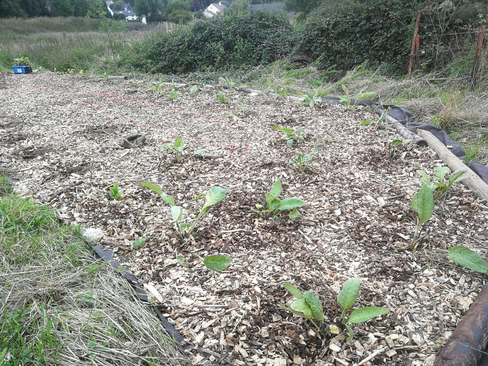 plantation 'a1' pereniah