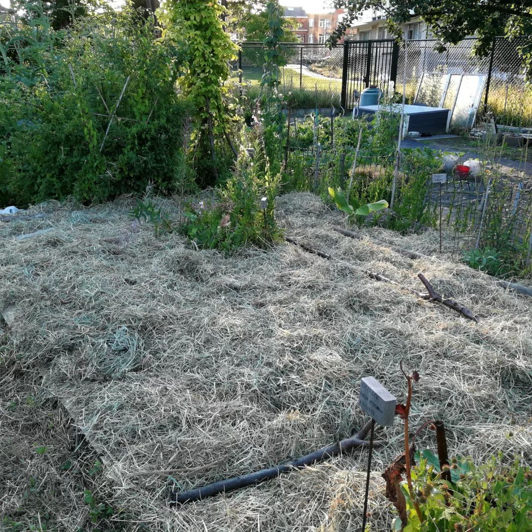 soil mulch a2 pereniah