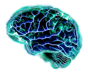 Quantum Biopharma - Brain image
