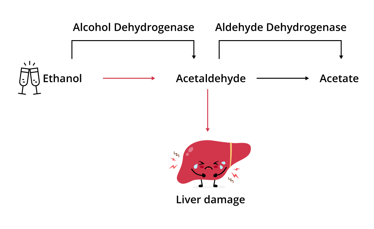 A chart showing alcohol intoxication