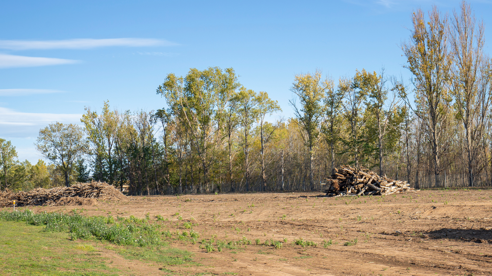 A field with trees in the background and a pile of logs in the foreground.