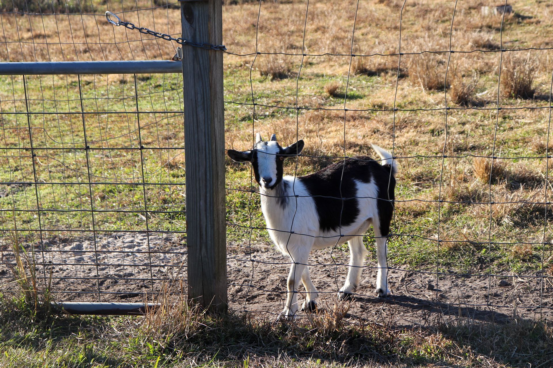 A black and white goat standing next to a fence