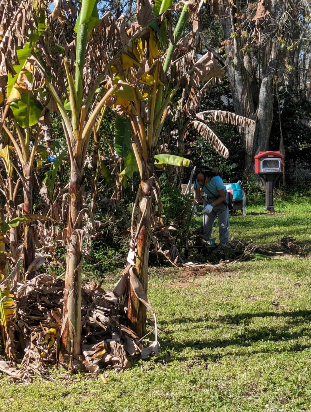 A man is digging in the grass near a banana tree.