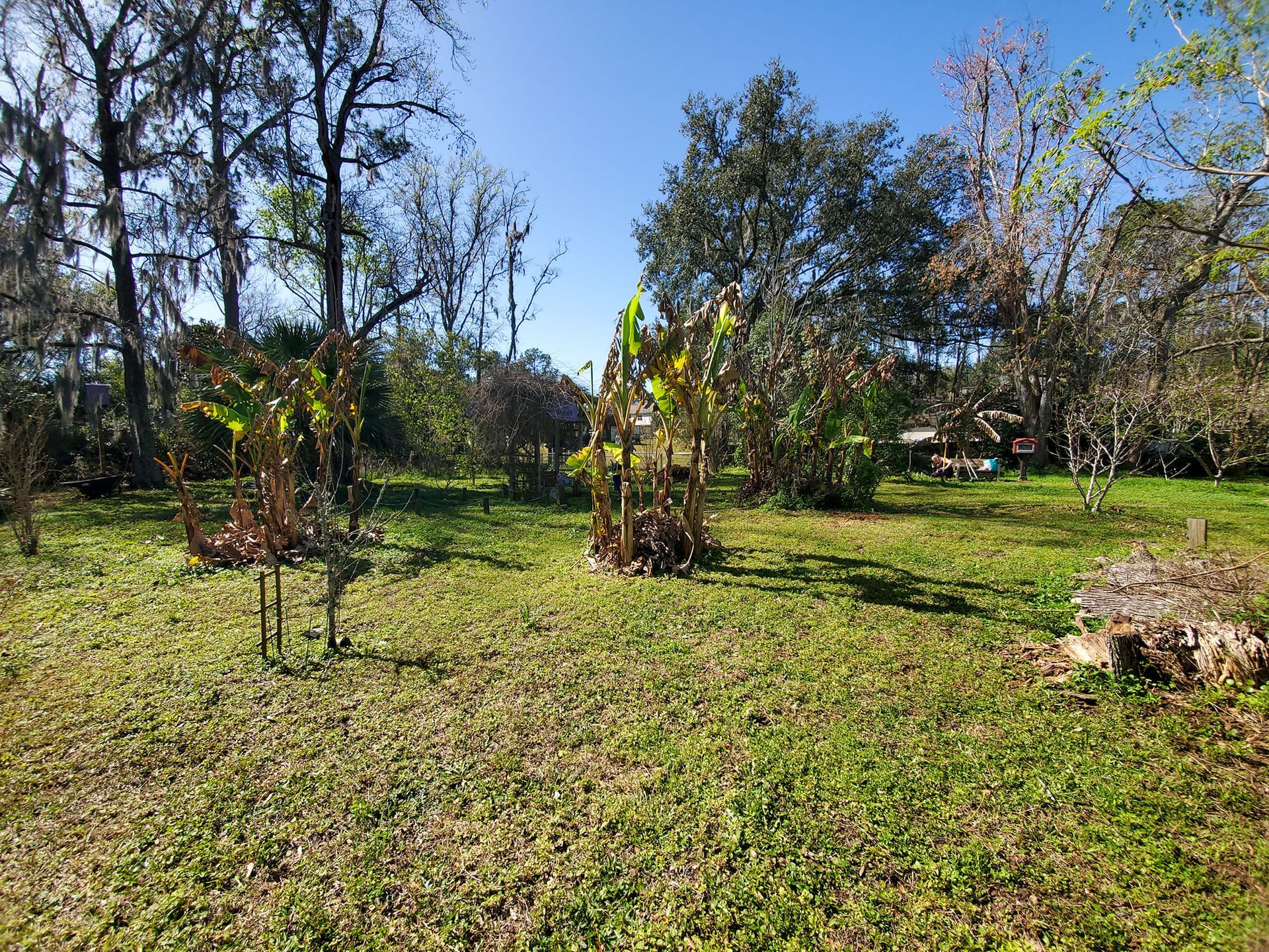 A lush green field surrounded by trees on a sunny day.