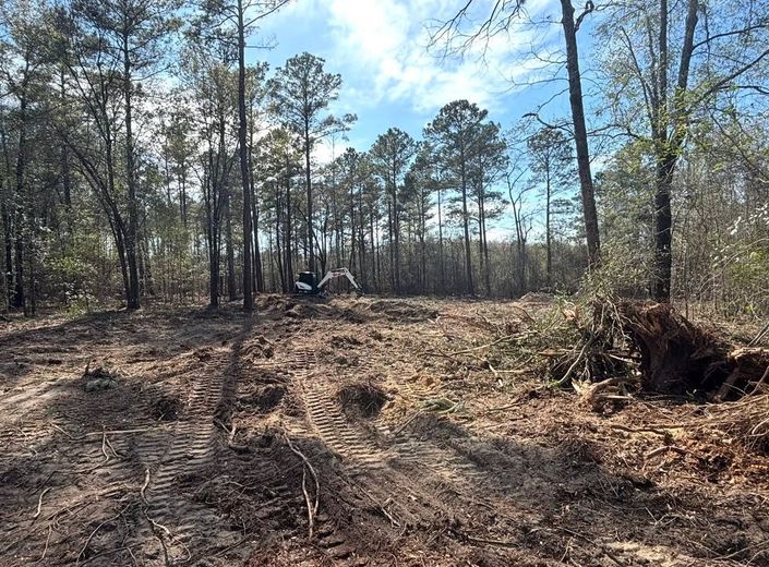 Sunny wooded clearing with bare ground, pine trees, and a small tent in the distance