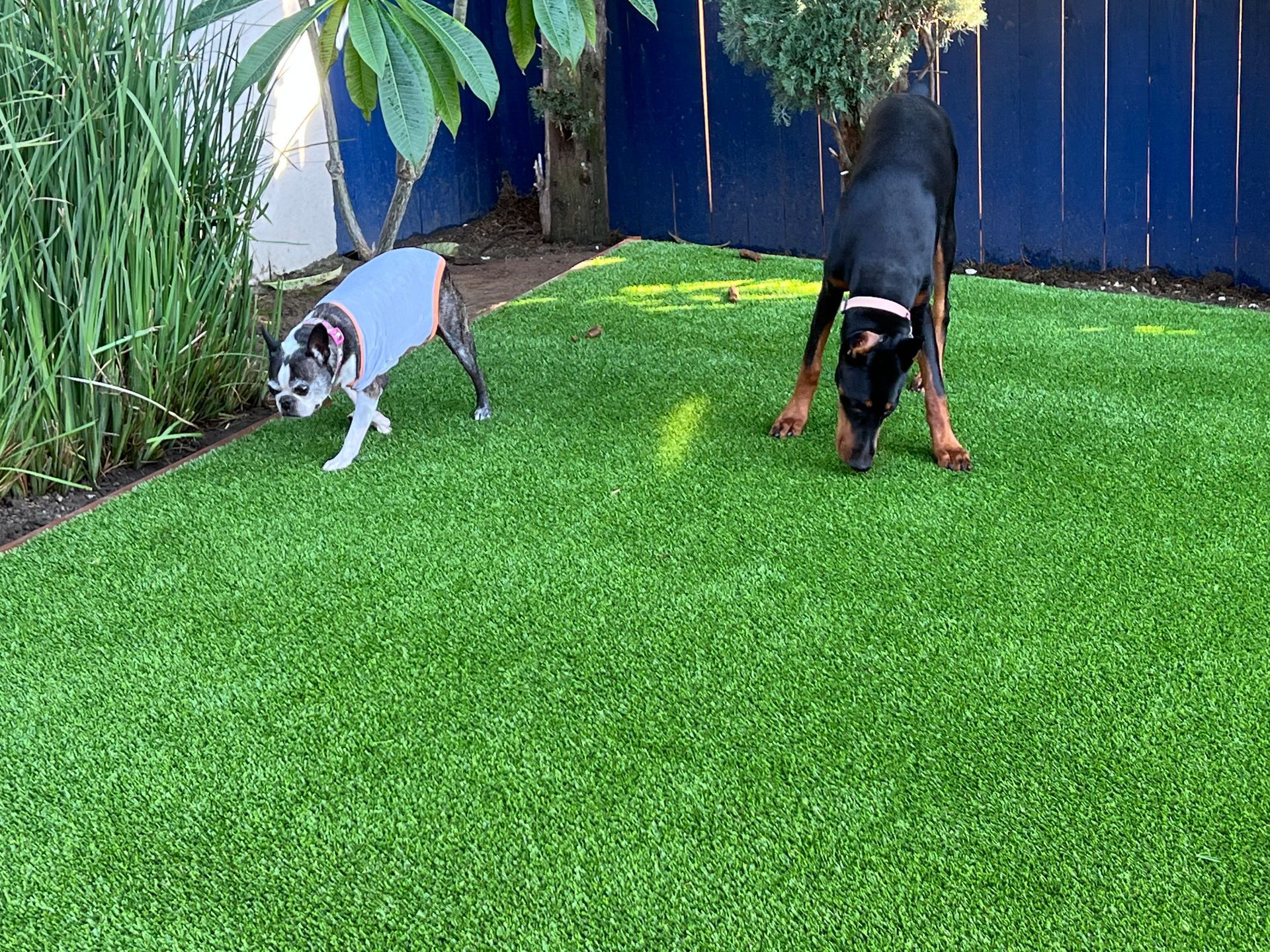 Doberman on artificial grass