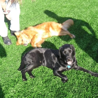 dogs laying on synthetic pet turf