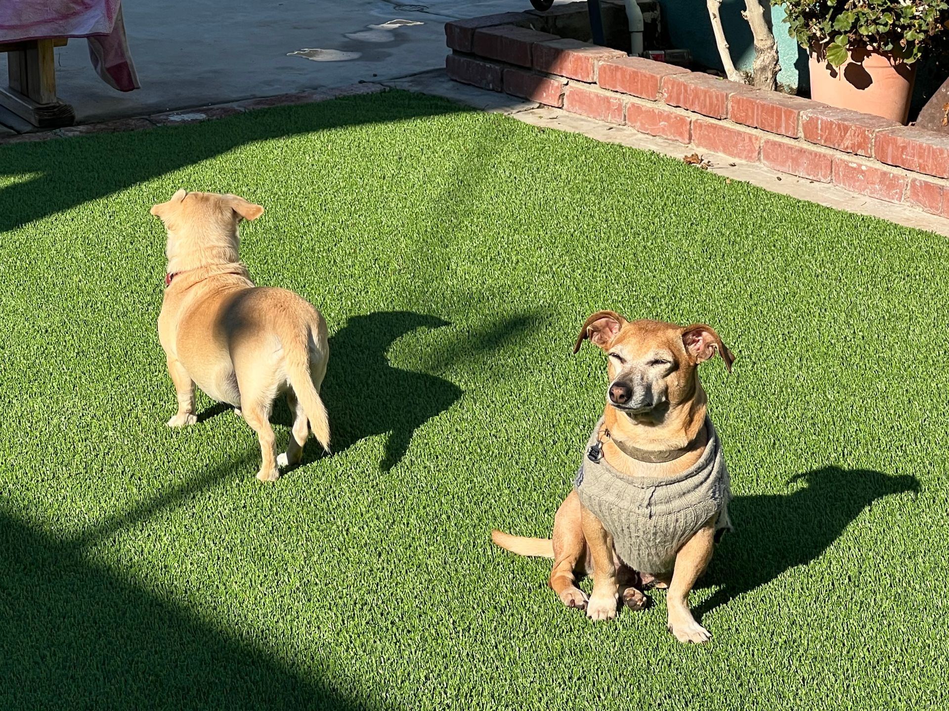 two tan dogs on synthetic grass