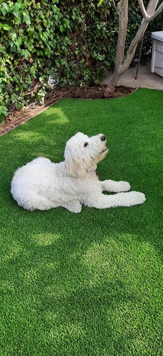 white dog on artificial turf