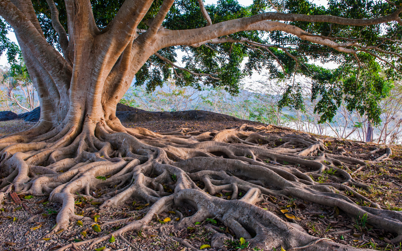 showing tree roots to visualize the long term benefits of public relations.