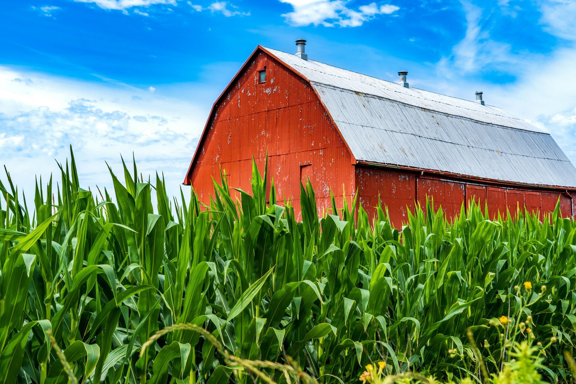 A red barn is sitting in the middle of a corn field.