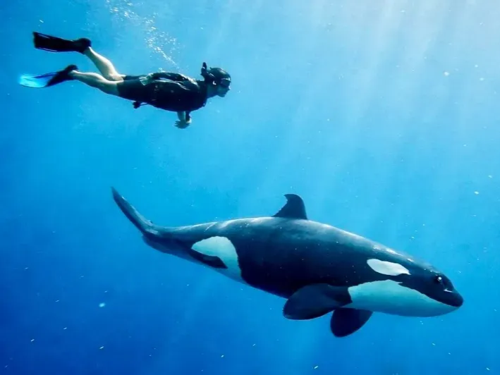 Beach with light sand, blue ocean, rocks, and a mountain range in the background.