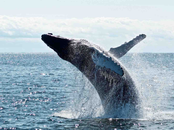 Humpback whale breaching from ocean, water spraying, blue sky and water.