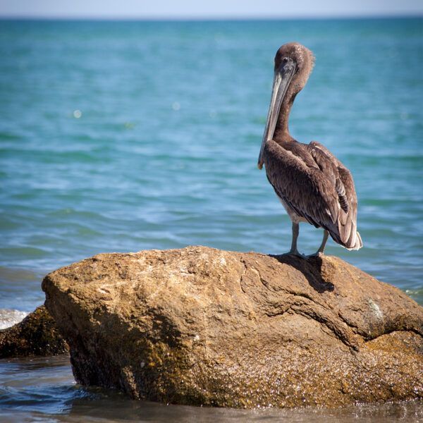 Brown pelican perched on a large rock near the ocean; blue water in background.