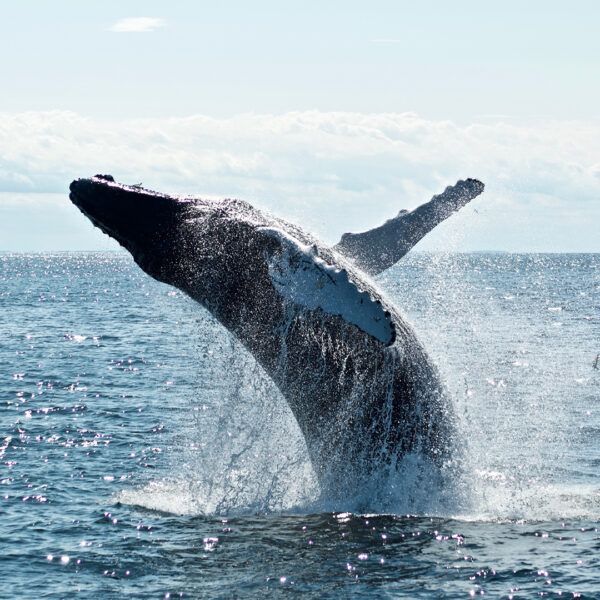 Humpback whale breaching from ocean water. Blue water, sunny sky.