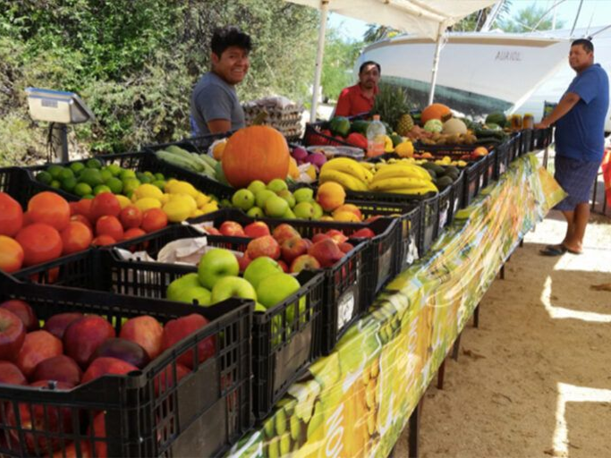 Boy on a small boat holding up a large fish, blue water and coastline in background.