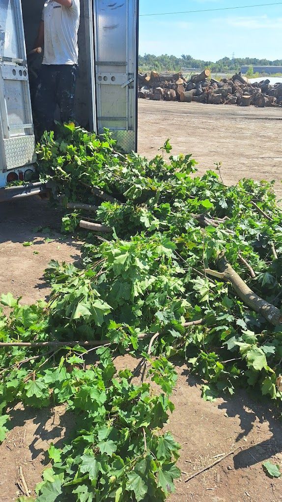 #1 Rated Tree Removal & Trimming Company in Huntington, IN