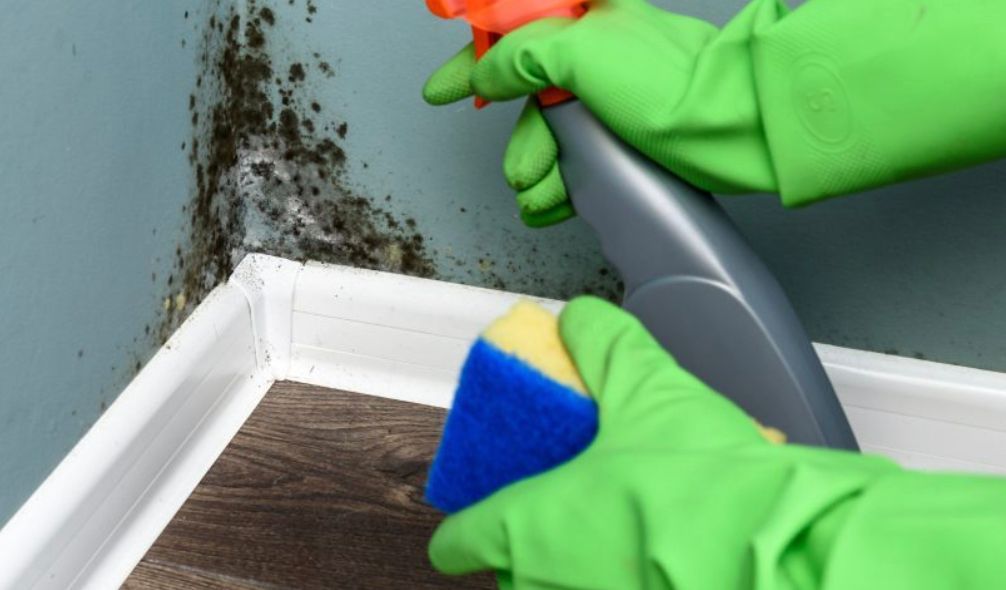 Hands in bright green rubber gloves cleaning mold in the corner of a room with a spray bottle and a blue and yellow sponge.