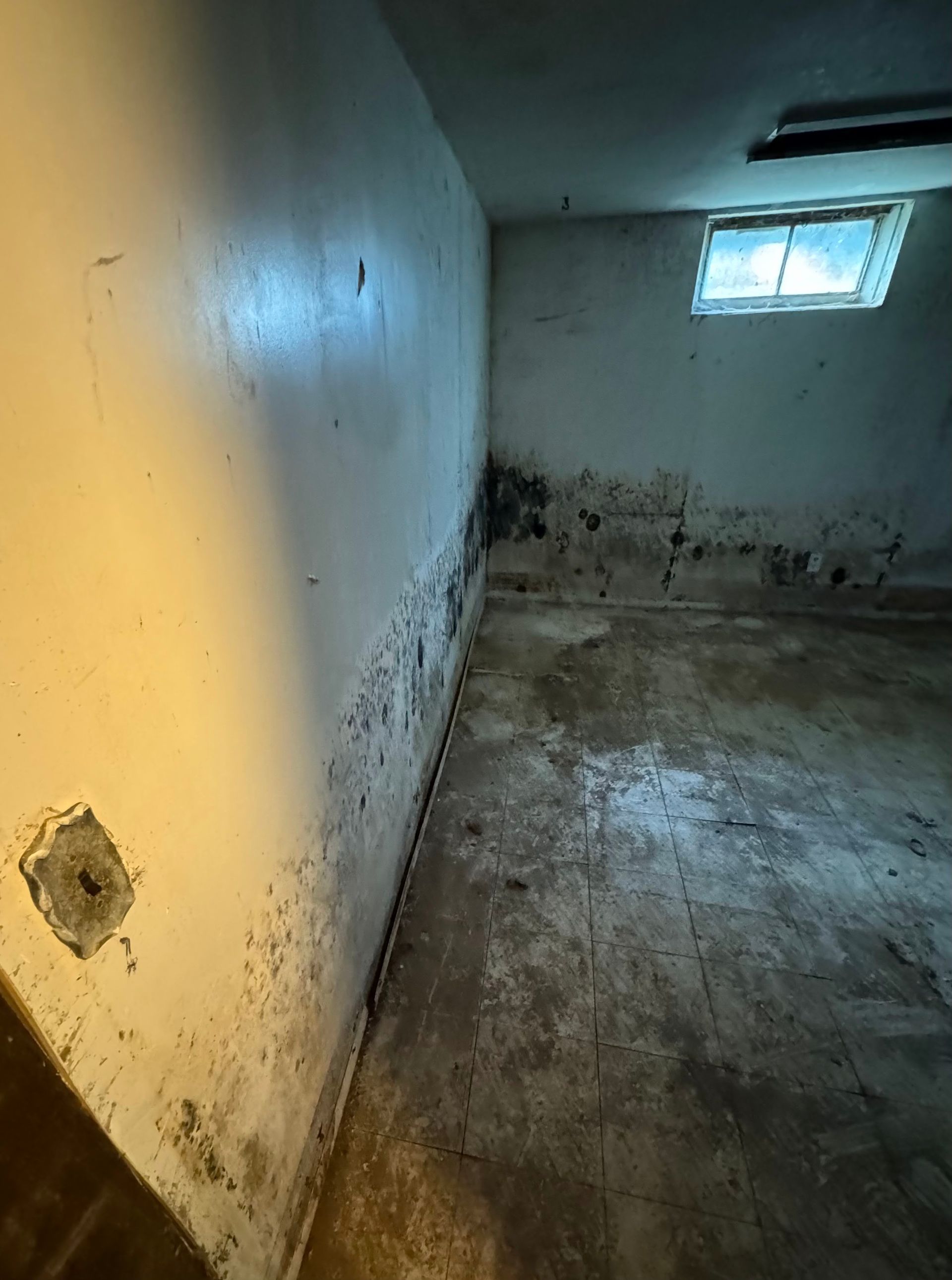 A basement corner with dark mold patches growing on the concrete walls and a small window near the ceiling.