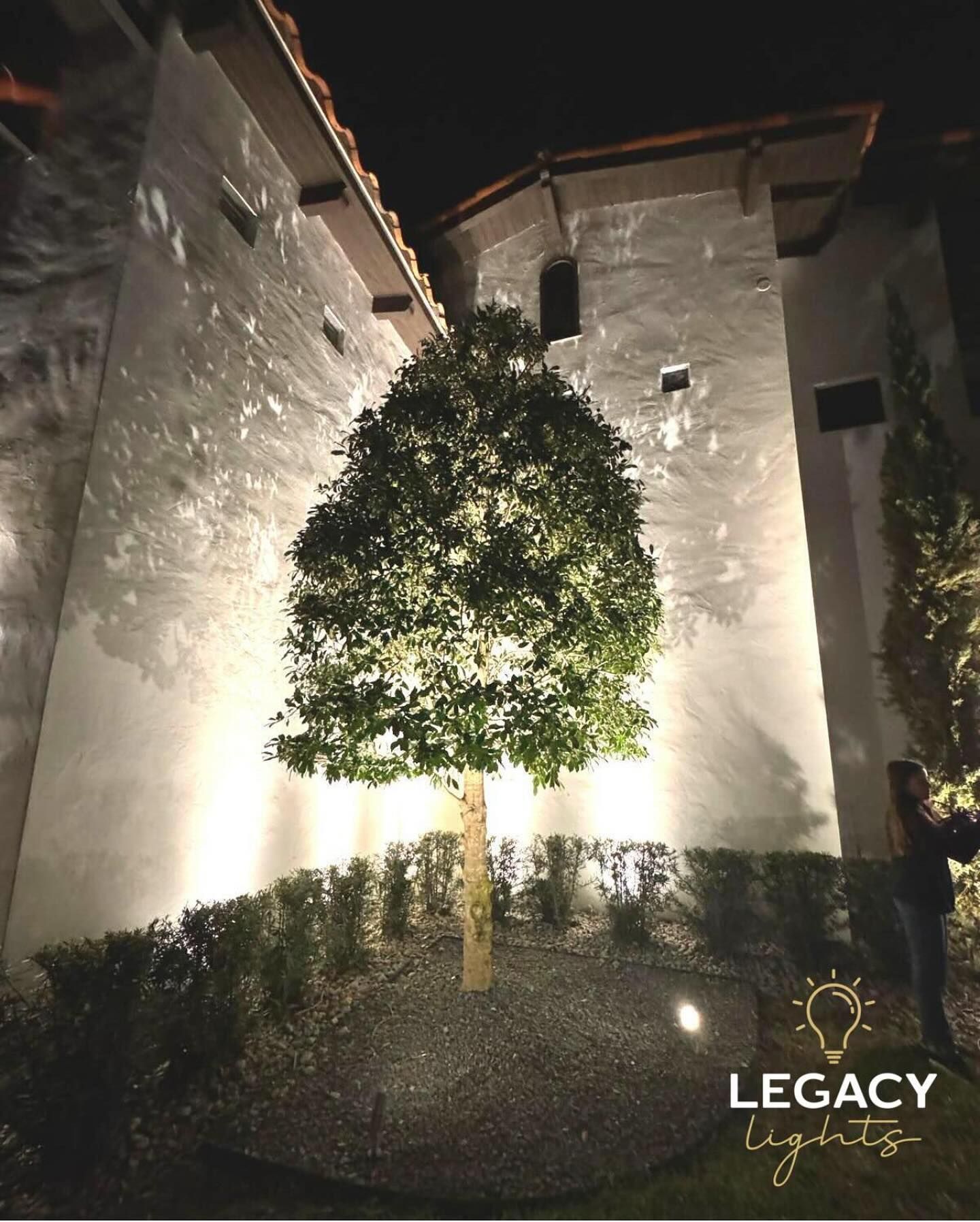 Nighttime photo of a tree illuminated with up lights.  Building in background, person standing on right.