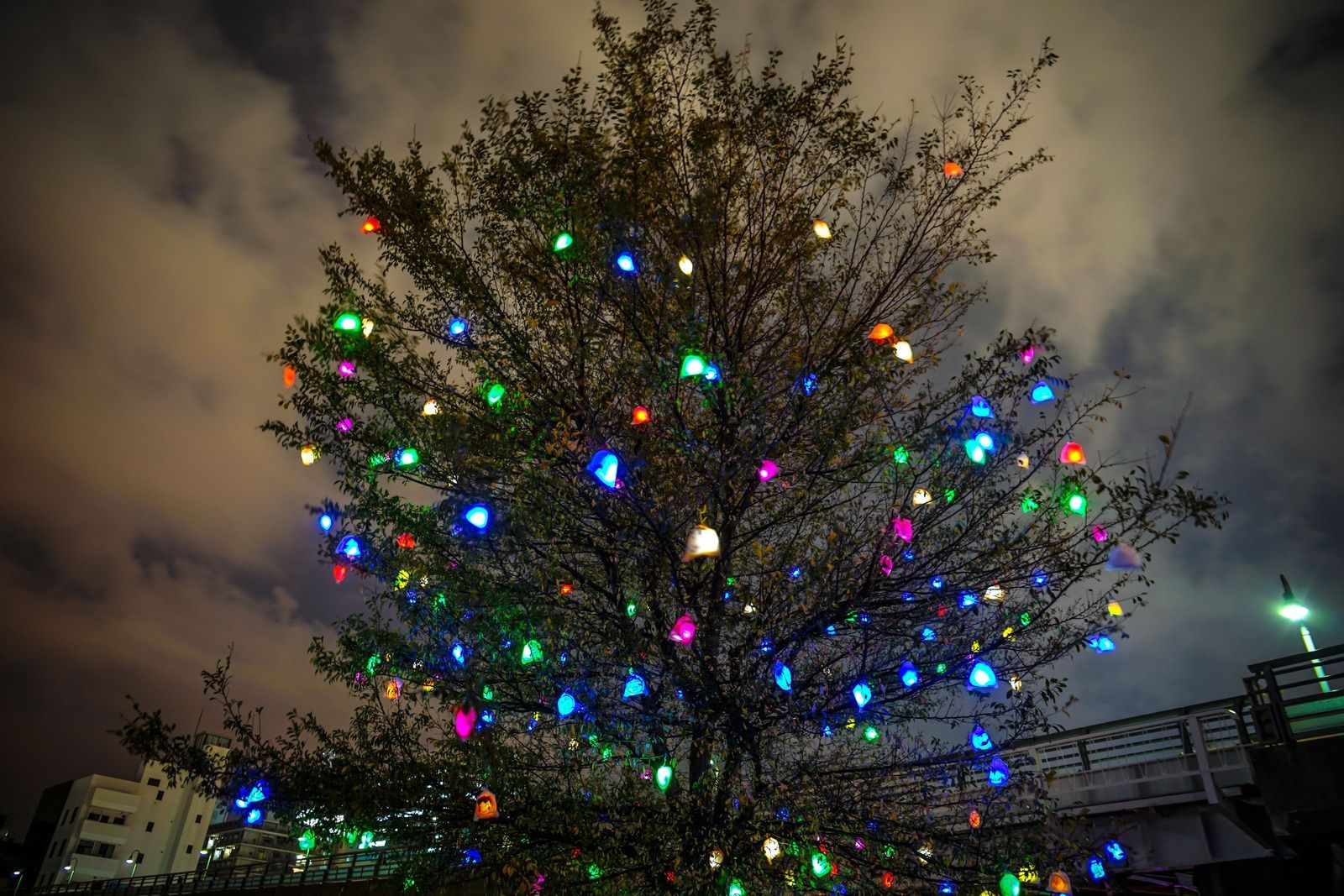 Tree lit with colorful lights against a cloudy night sky.