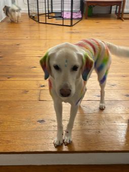 White dog in a rainbow sweater made using grooming dye,  standing on a wooden floor indoors.