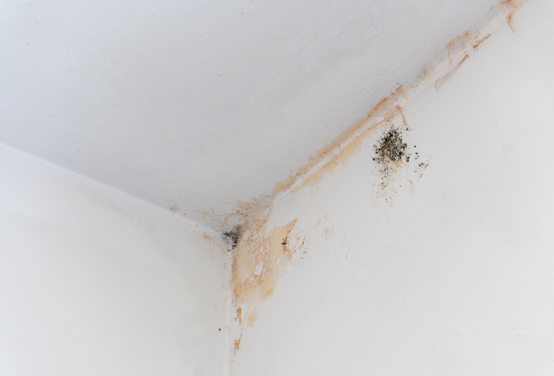 Brown water stains and dark mold spots in the corner of a white-painted ceiling and wall.