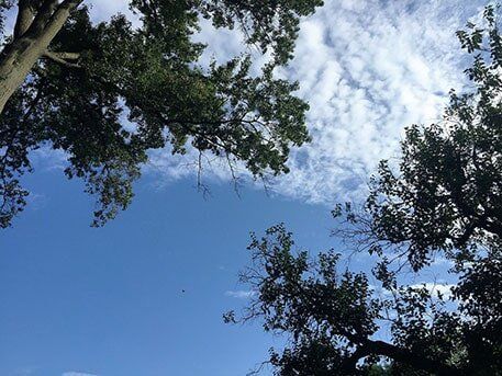 Tree trimming — Tree Pruning in Telford, PE Tree trimming — Tree Pruning in Telford, PE