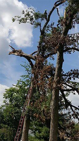 Storm damaged trees — Tree Removal in Telford, PE Storm damaged trees — Tree Removal in Telford, PE