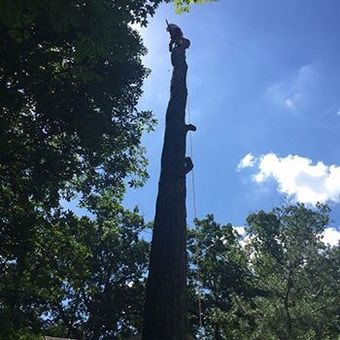 Dead tree removal — Tree Removal in Telford, PE