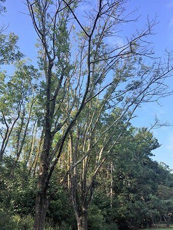 Backyard trees — Residential Tree Service in Telford, PE Backyard trees — Residential Tree Service in Telford, PE