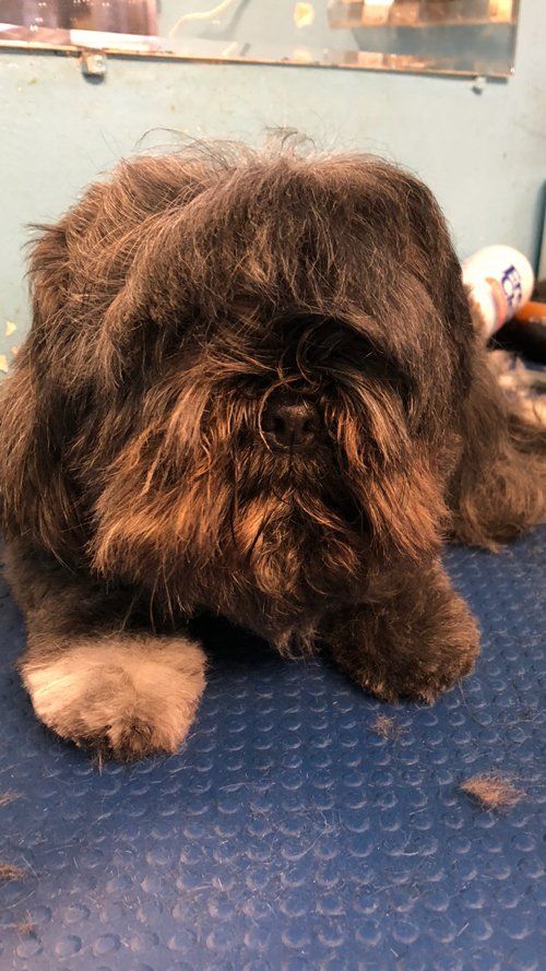 Shaggy Brown Dog Before Hair Cut — Miami, FL — Bubbles Pet Grooming