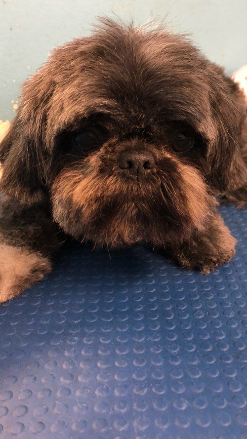 Shaggy Brown Dog After Hair Cut — Miami, FL — Bubbles Pet Grooming