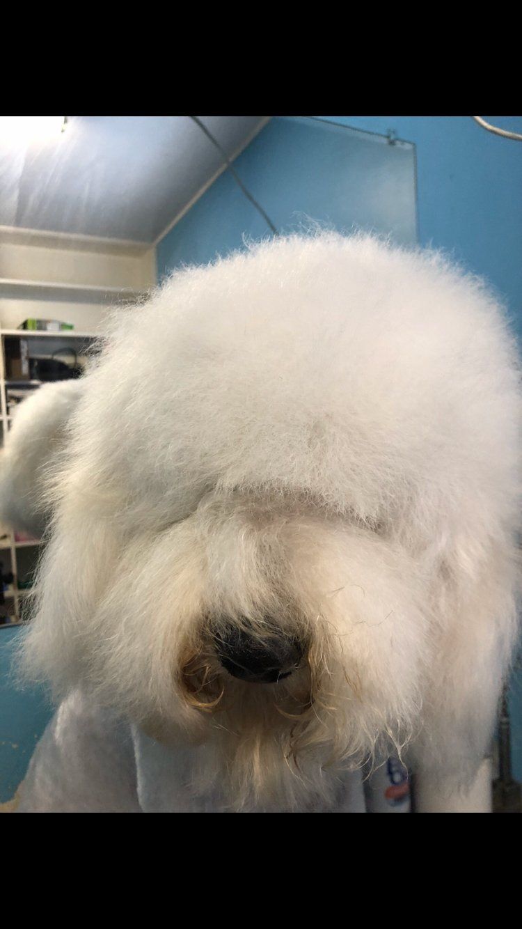 A Dog with Curly Fluffy Hair — Miami, FL — Bubbles Pet Grooming