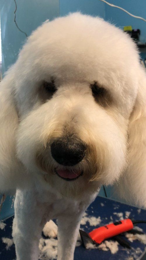 Dog After Cutting Curly Fluffy Hair — Miami, FL — Bubbles Pet Grooming