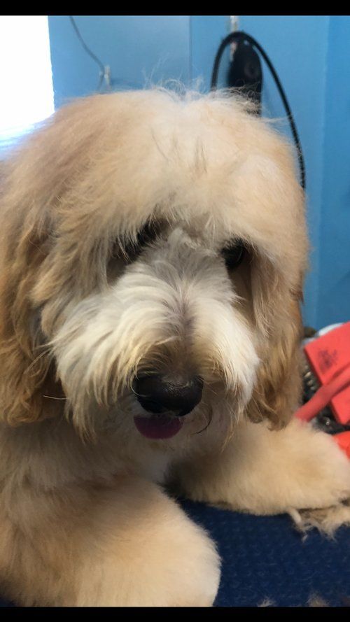 Hair Cut for Dog — Miami, FL — Bubbles Pet Grooming