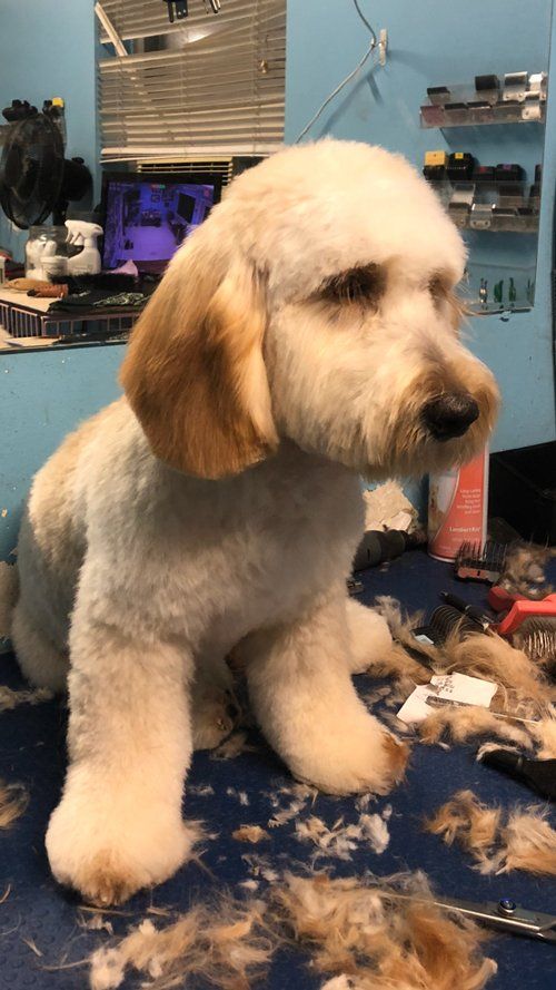 Newly Groomed Cute Dog — Miami, FL — Bubbles Pet Grooming