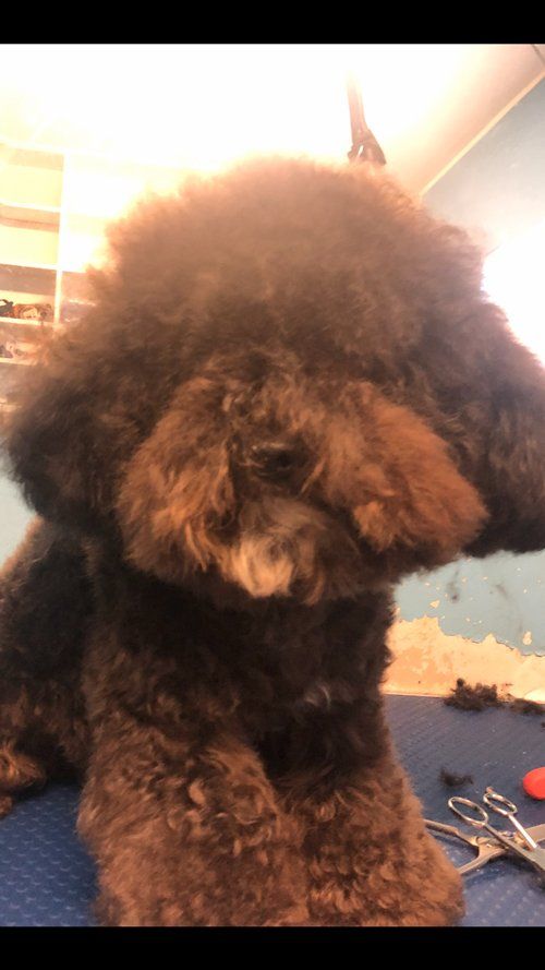Before Dog Grooming — Miami, FL — Bubbles Pet Grooming