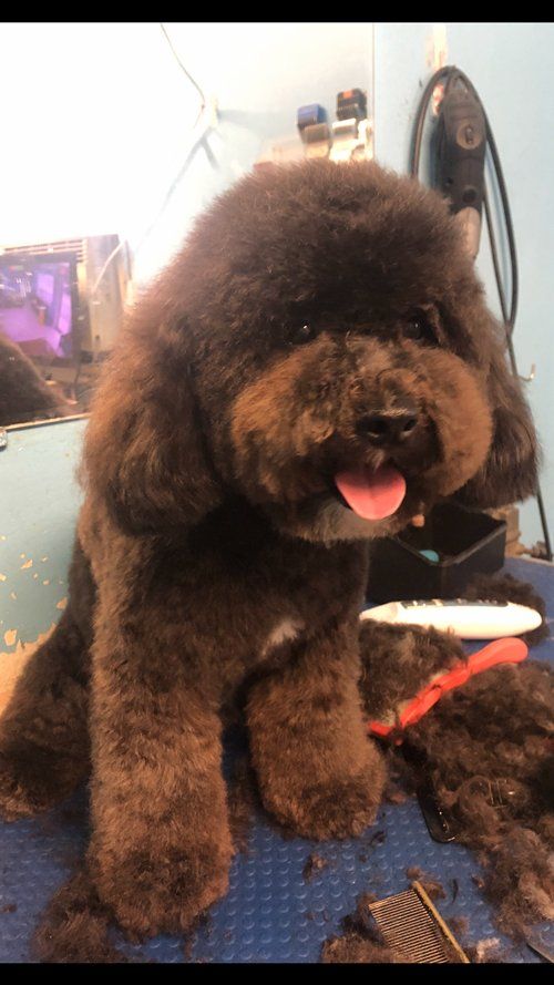 After Dog Grooming — Miami, FL — Bubbles Pet Grooming