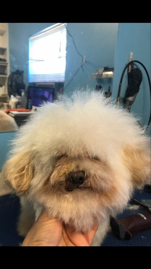 Dog in the Pet Salon Before — Miami, FL — Bubbles Pet Grooming