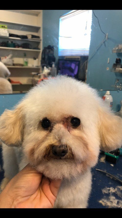 Dog in the Pet Salon After — Miami, FL — Bubbles Pet Grooming