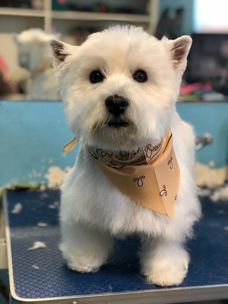 White Dog with Brown Handkerchief — Miami, FL — Bubbles Pet Grooming