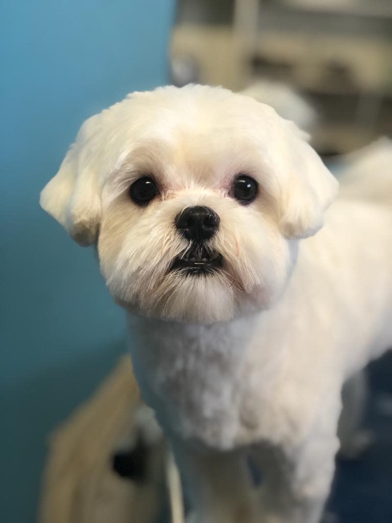 Cute White Dog — Miami, FL — Bubbles Pet Grooming