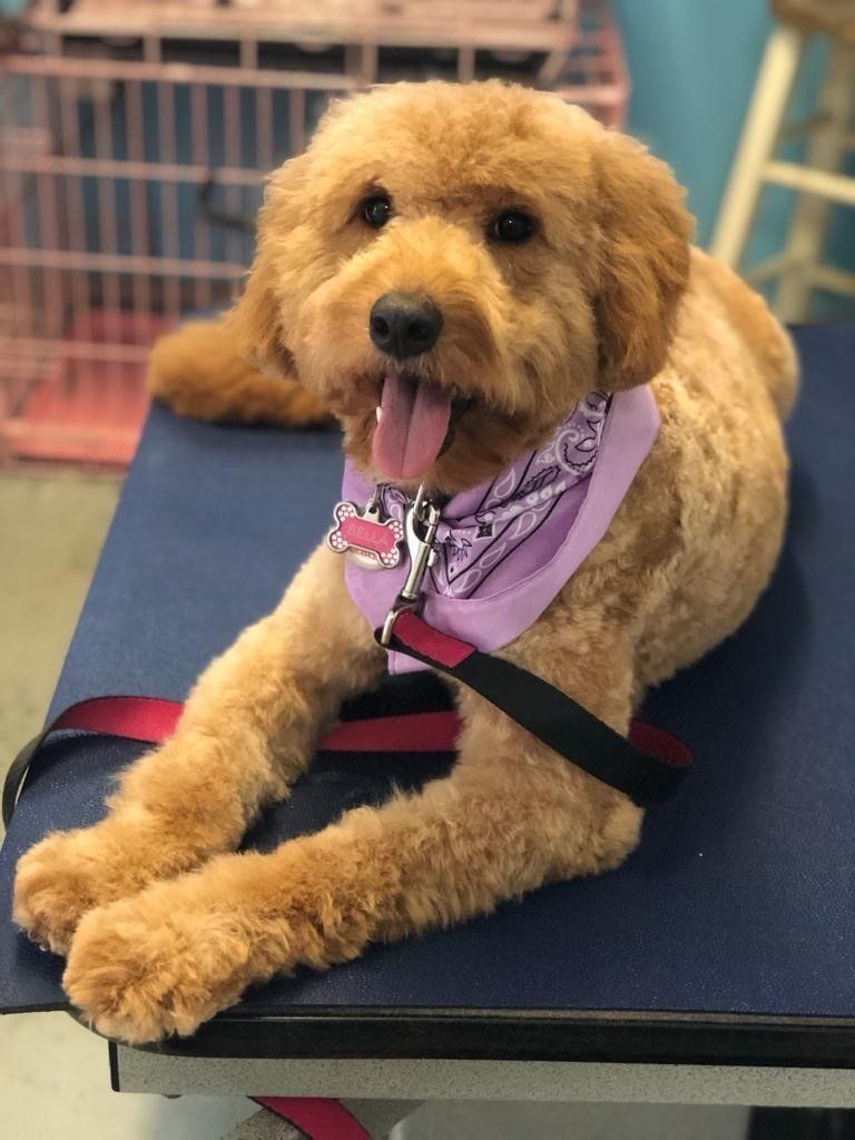 Brown Dog with Violet Handkerchief — Miami, FL — Bubbles Pet Grooming