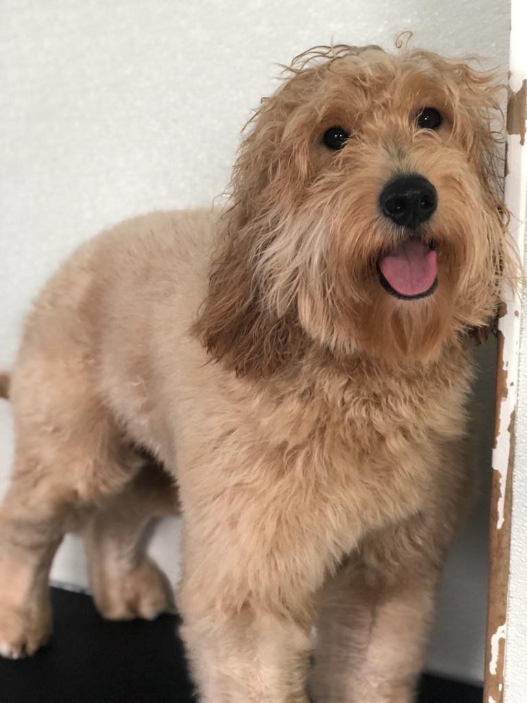 Cute Big Brown Dog — Miami, FL — Bubbles Pet Grooming