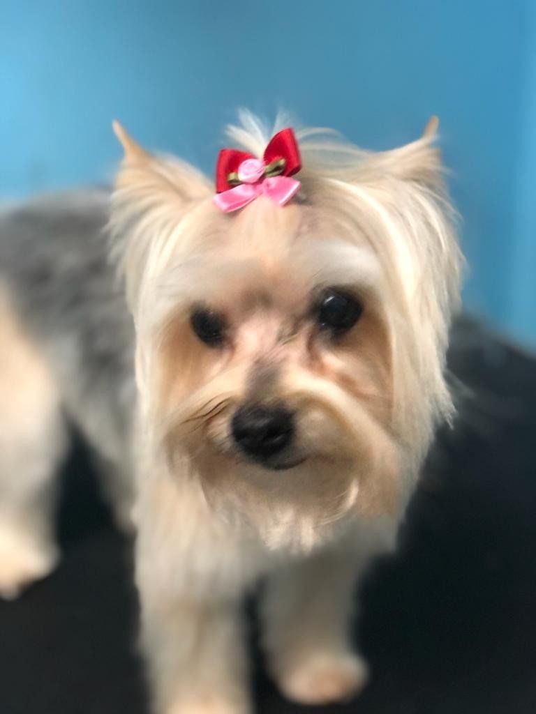 Yorkshire Gets Groomed — Miami, FL — Bubbles Pet Grooming